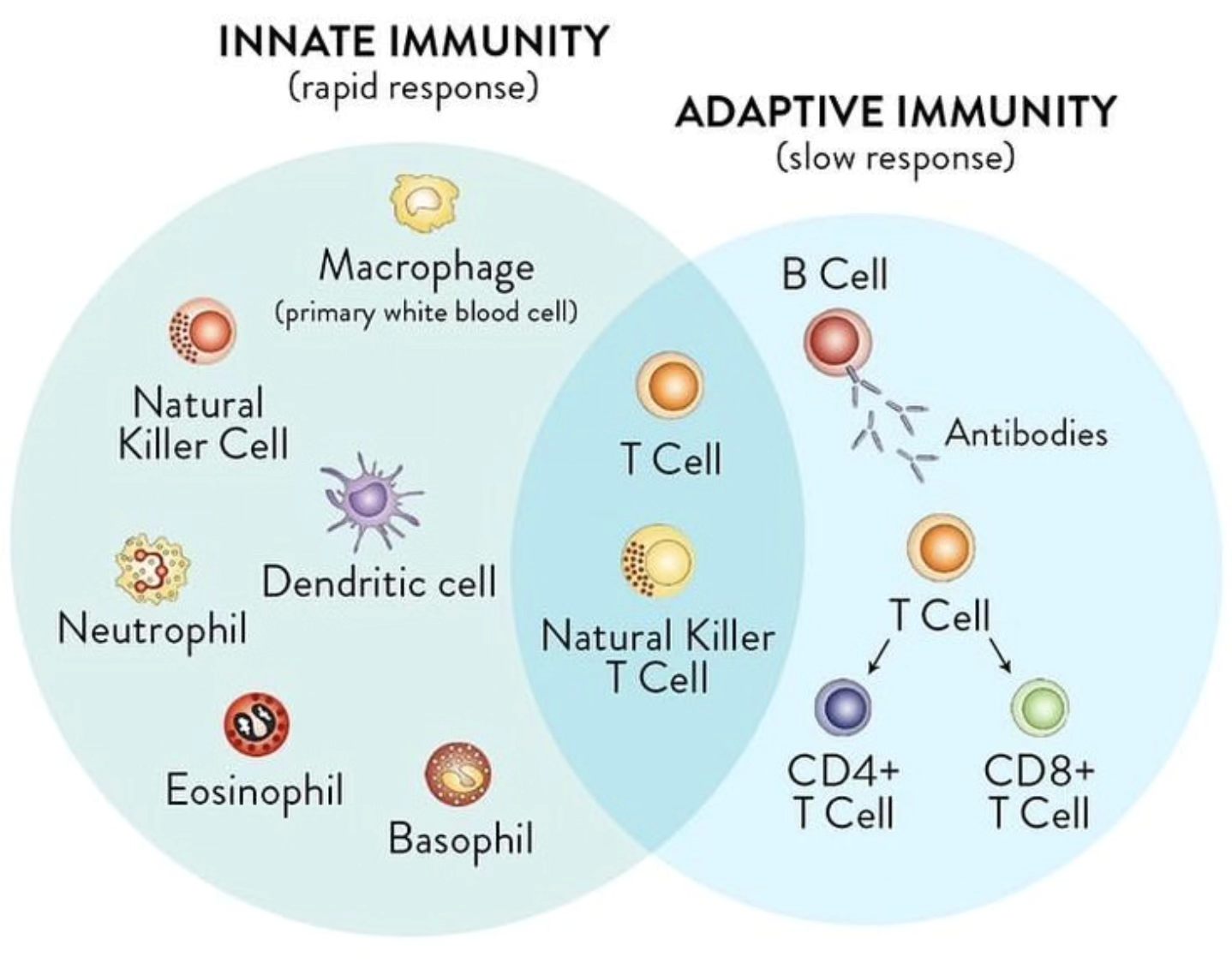 Nilesh - What is common between Innate and Adaptive Immunity. . . # ...