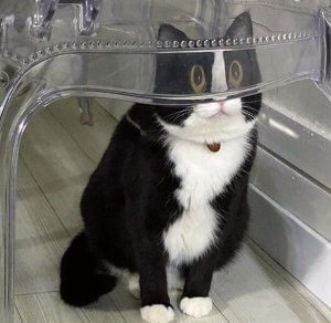 Cat Porn