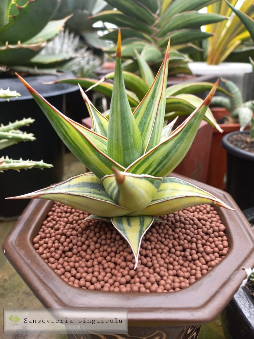 サンスベリア Sansevieria Pingren Variegated Variegated Pingren Sansevieria サンスベリア