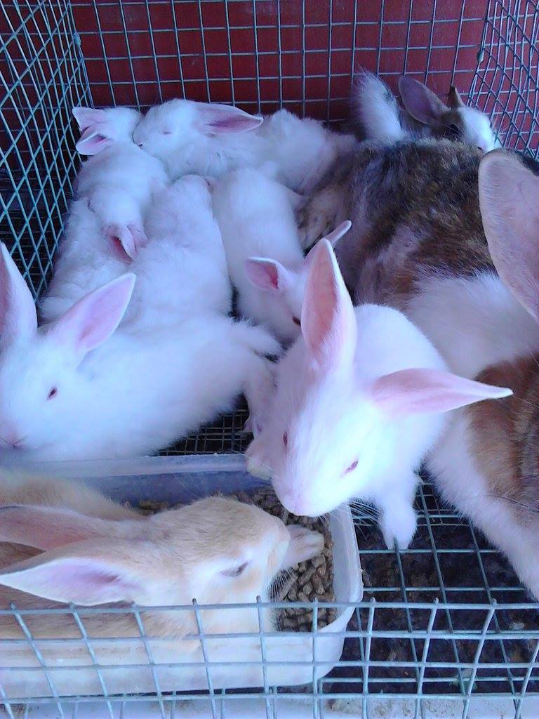 Rawtid Rabbits JA | Kingston