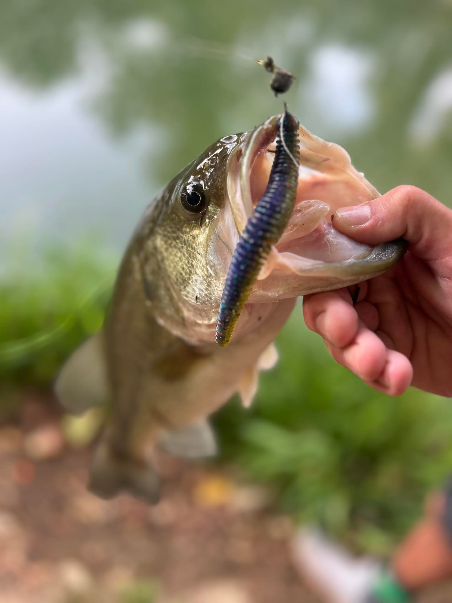 finesse fishing with braided line Sufix Revolve Neon Lime Braid 12lb Soft Limp Material for Finesse Fishing KastKing 13X Finesse Braided Fishing
