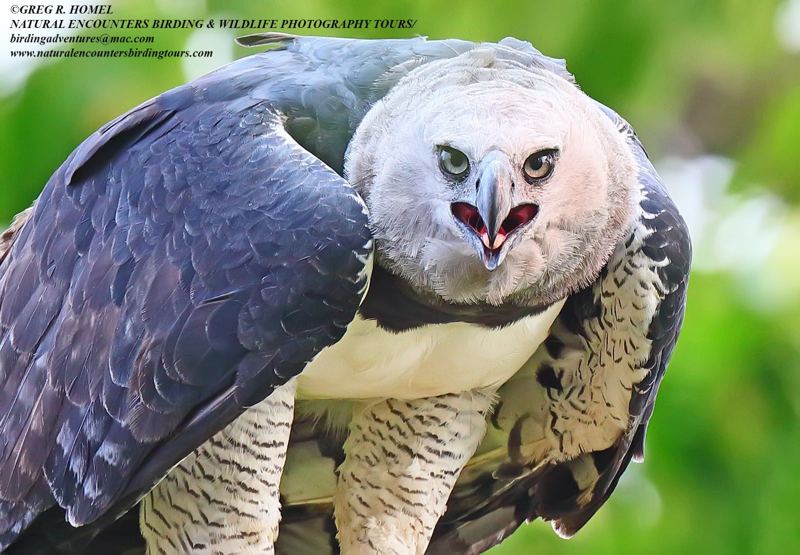 Harpy Eagle Alert !!! Is seeing... - SouthWild Travel
