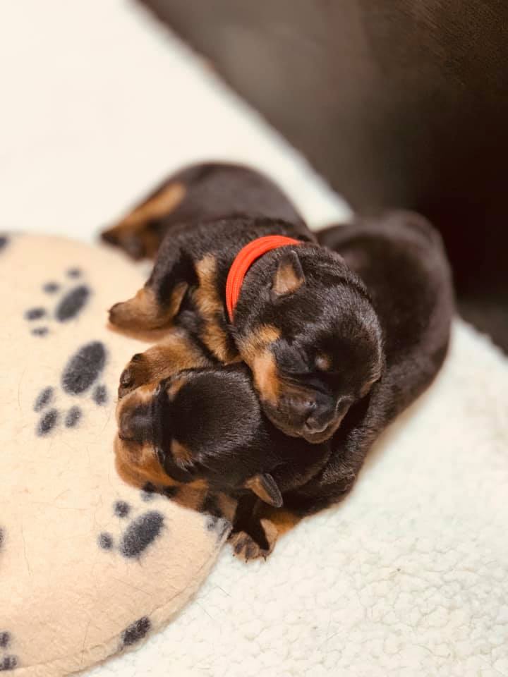 ValleyBob Rottweilers