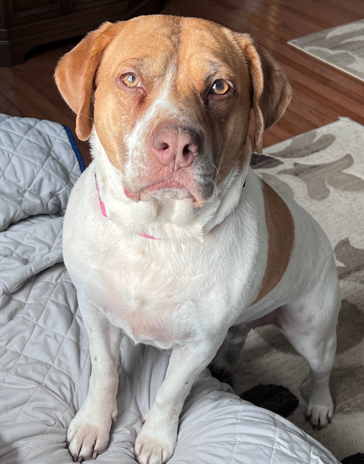 Meet Twinkie! She... - Project Hope Animal Rescue Foundation