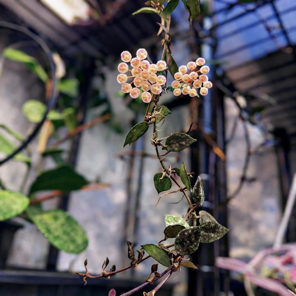 Hoya lacunosa 'Black Cherry' rare plant variety