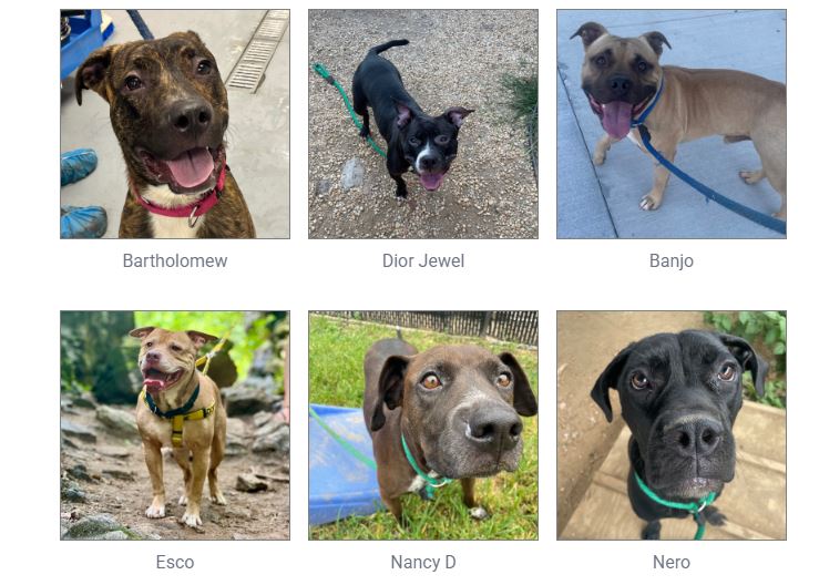 Dogs at risk of euthanasia in Philadelphia shelter