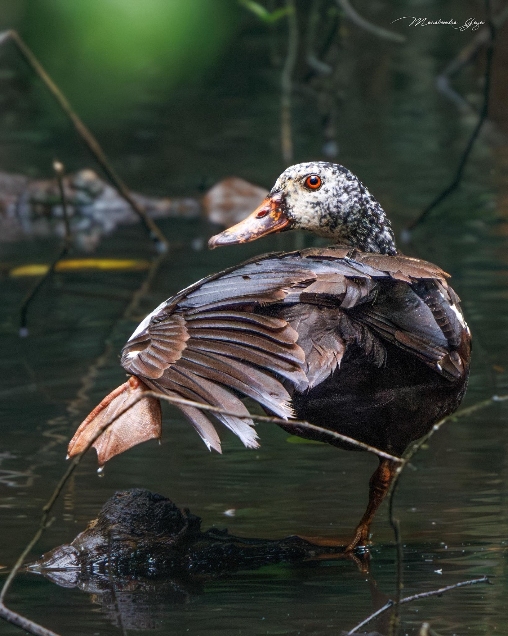 Rare white-winged duck spotted on Jeypore-Khonsa road in Assam