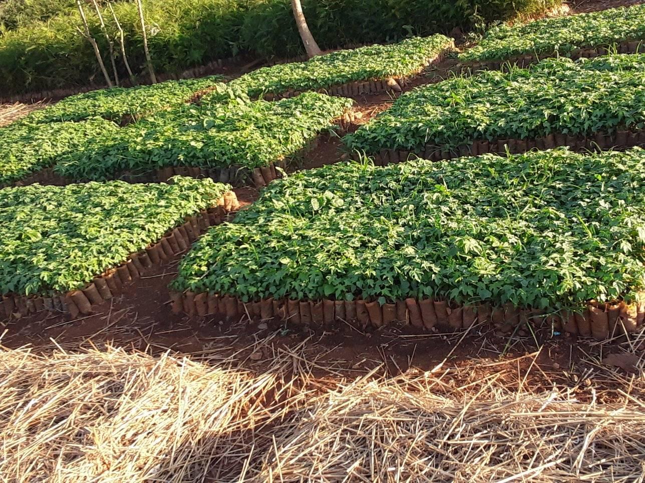 Pawpaw,yellow passion fruits farming in Meru | Facebook