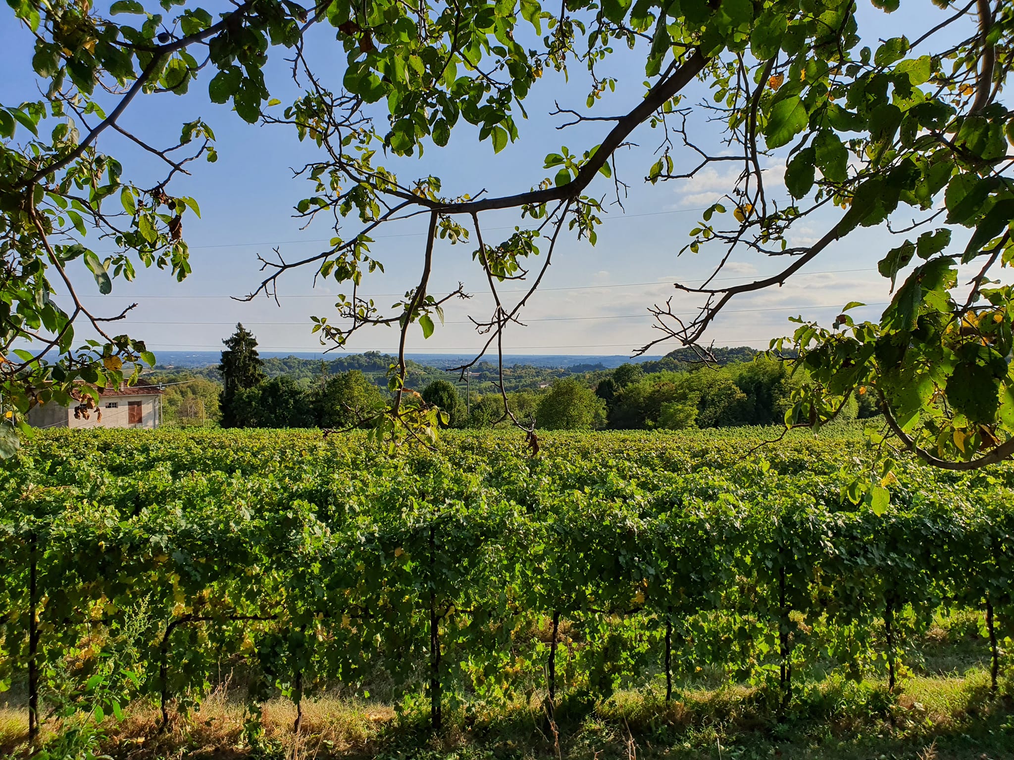 Favarin | Castelfranco Veneto