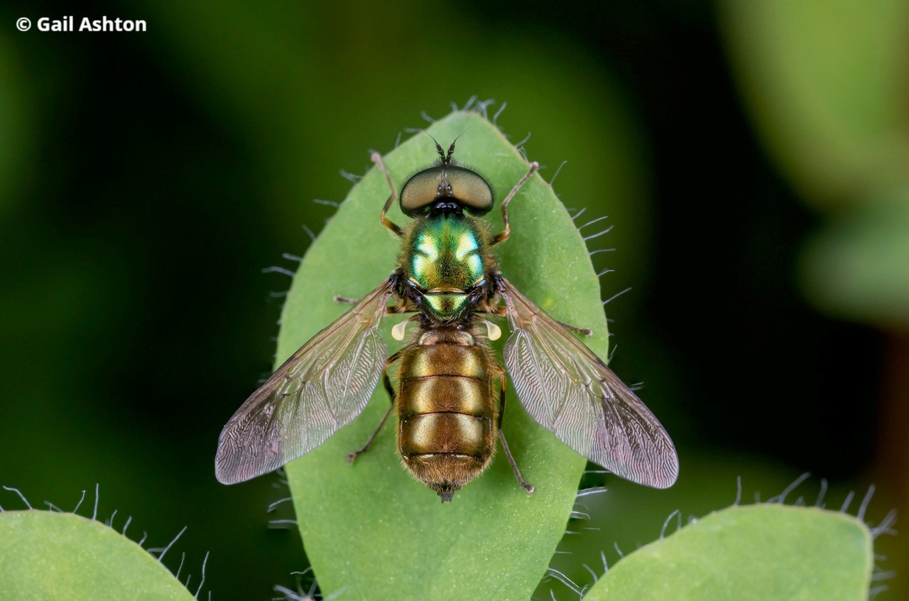 Herts and Middlesex Wildlife Trust - 🦟Meet the Broad Centurion! 🌾 This ...