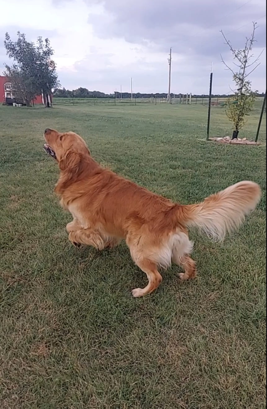 Rafter A Golden Retrievers | Norwich KS