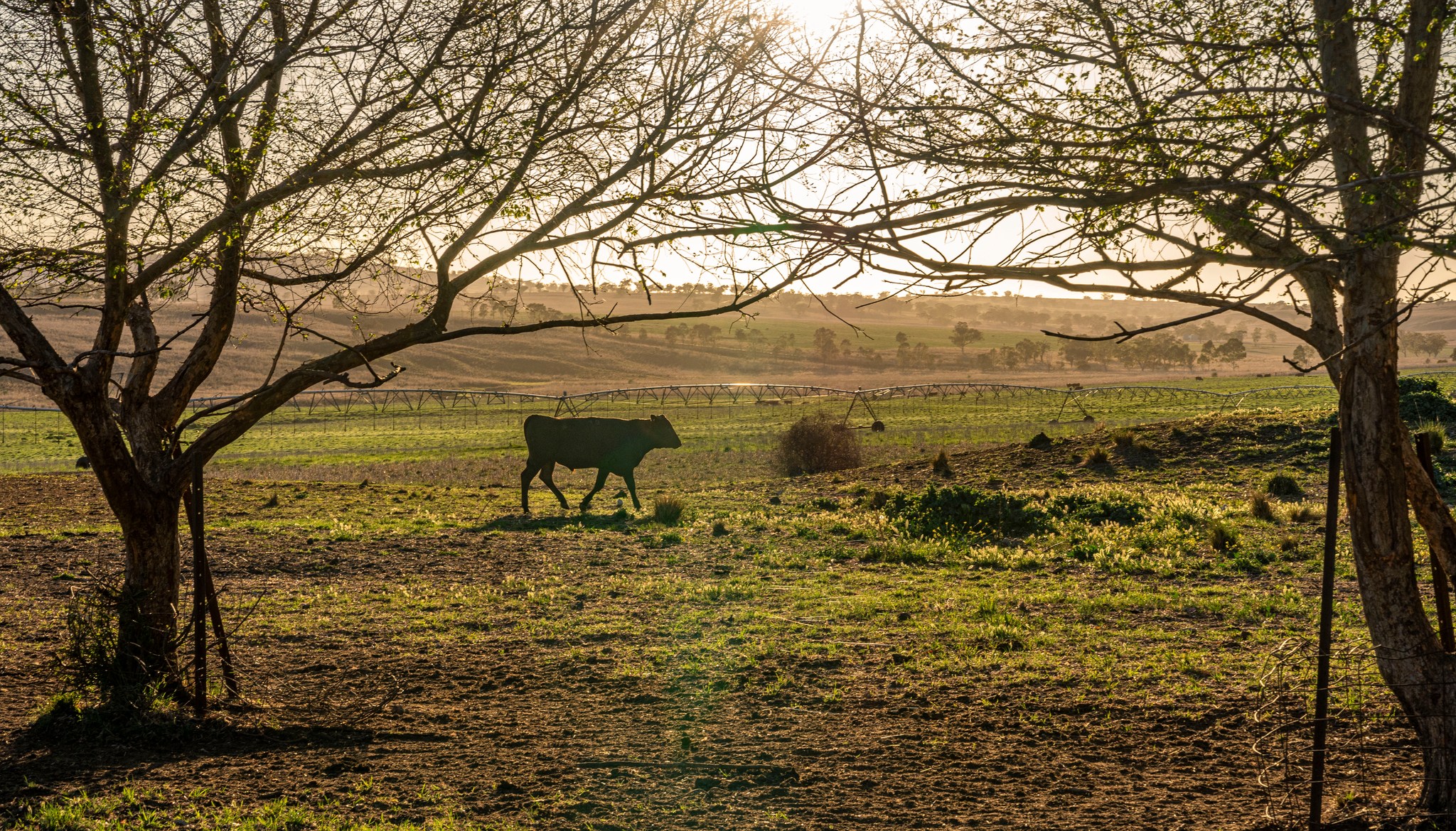 Kuro Kin Wagyu Australia | Merriwa NSW
