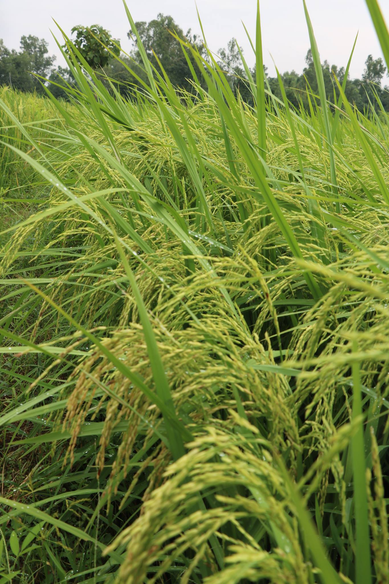 National Rice Research Program- NRRP | Janakpur