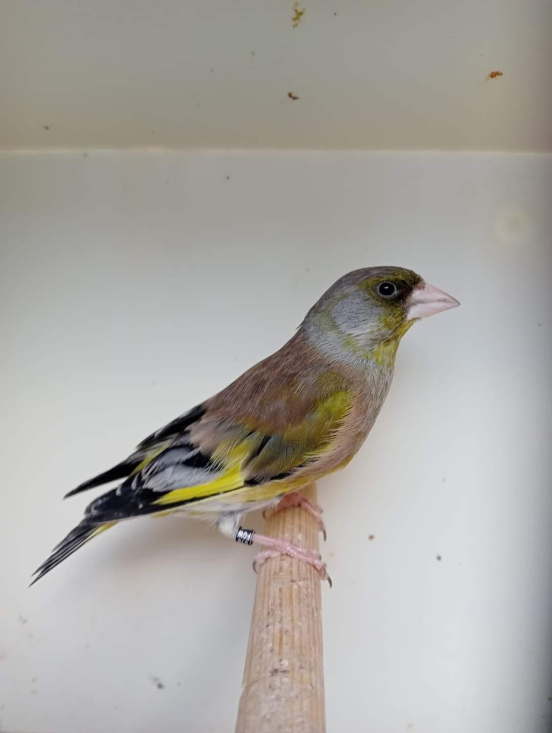 Oriental greenfinch photographed in Aomori Prefecture