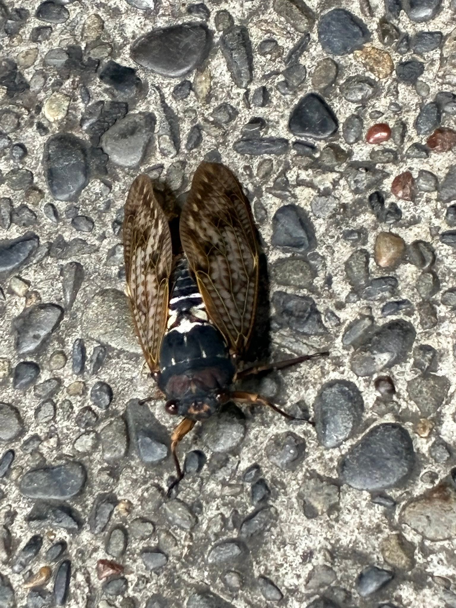 セミ を 食べ ない で