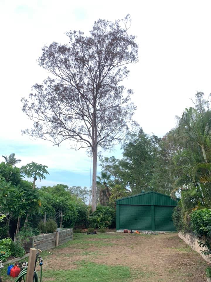 SafeWay Tree Service | Brisbane QLD
