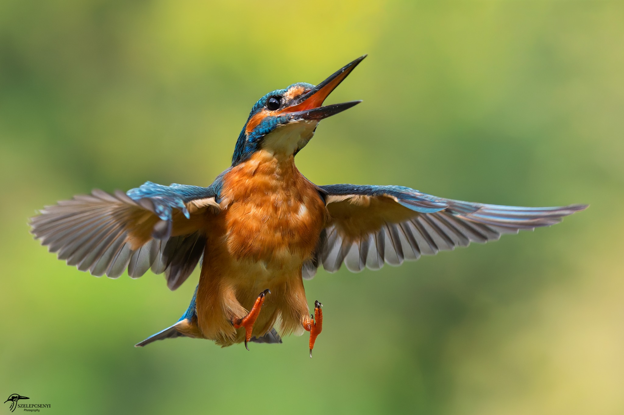 Common kingfisher photo taken with Nikon Z6 in Slovakia