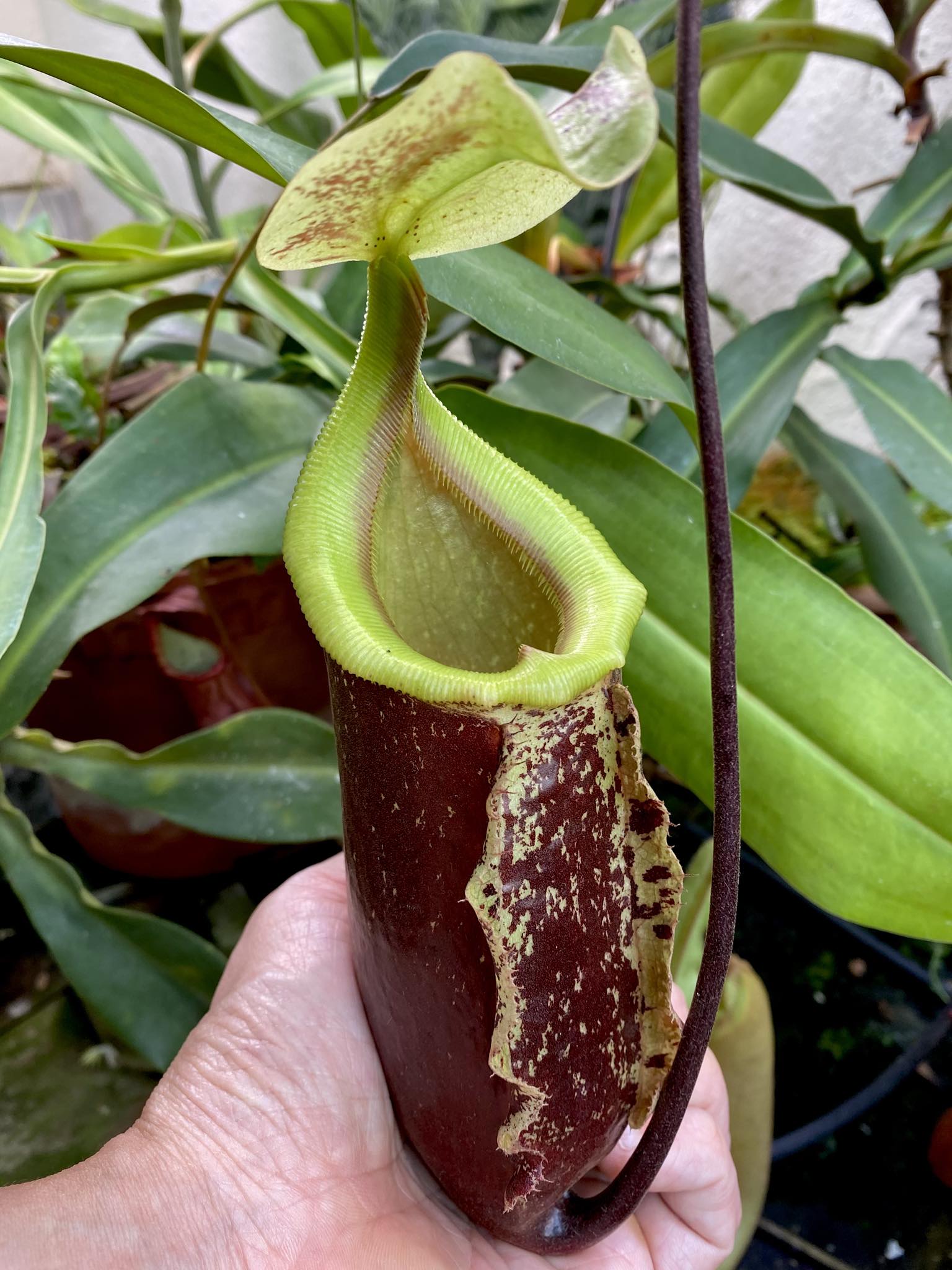 Nepenthes Suki, a unique rafflesiana x sibuyanensis hybrid