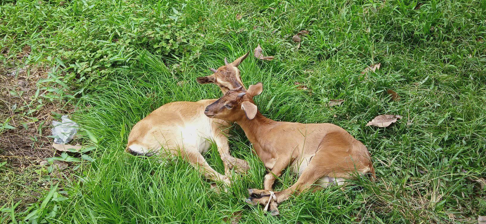 Rimbo peternakan kambing, dan sapi | Muarabungo