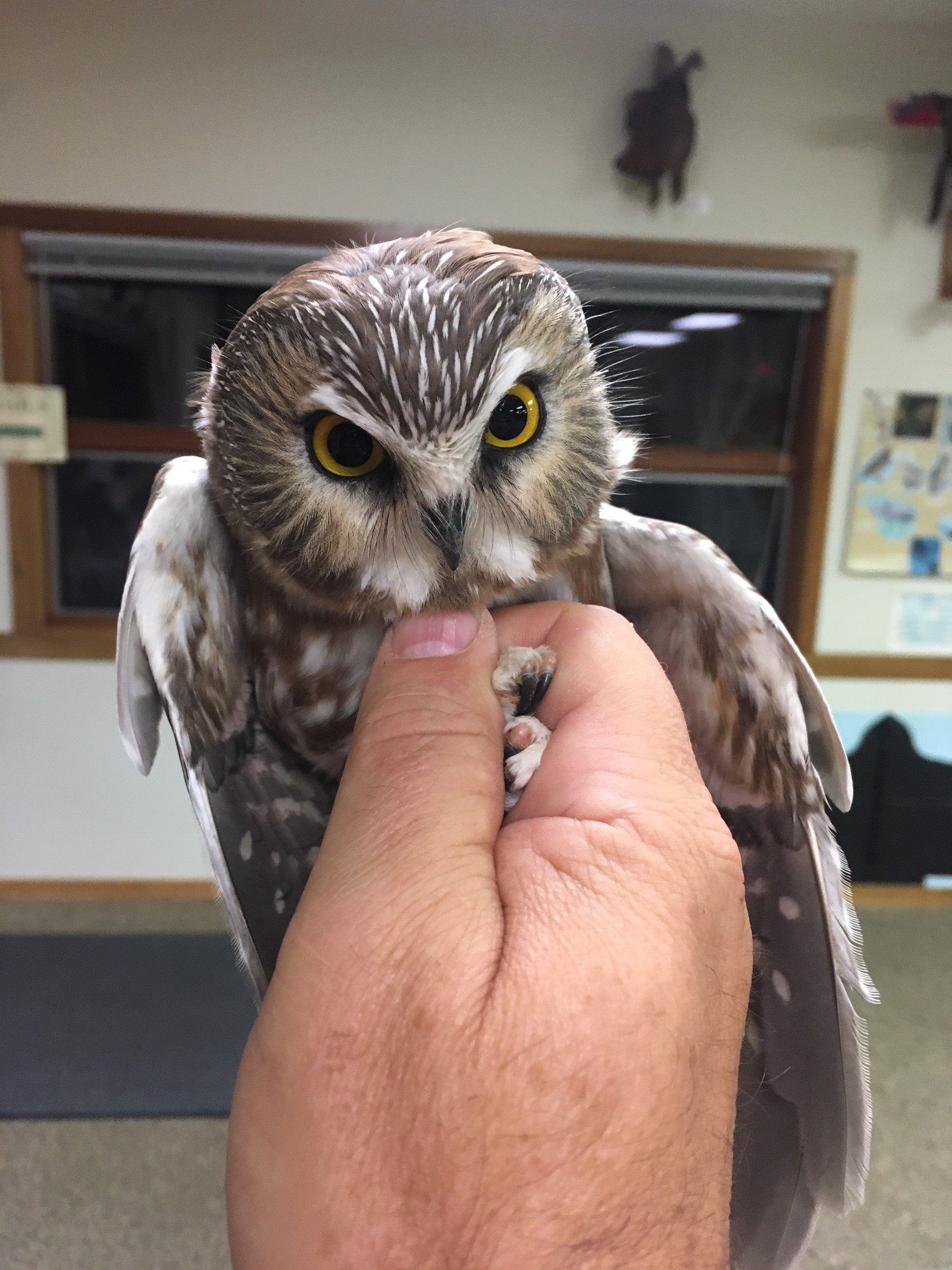 Kettle - Pocono Avian Research Center will open Project Owlnet to the ...
