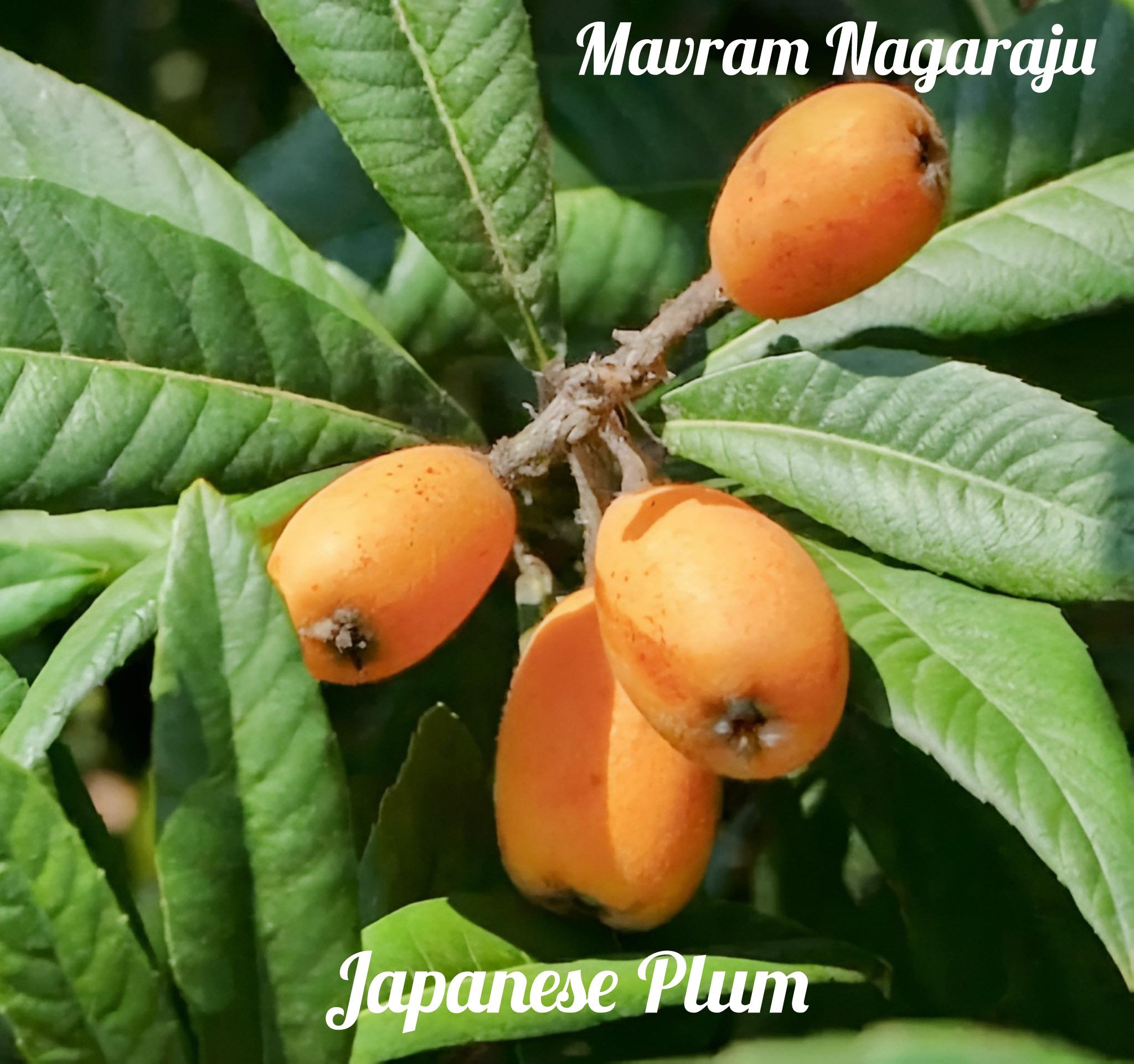 Hiromi red plum … Very good plum variety both in taste 👅 and