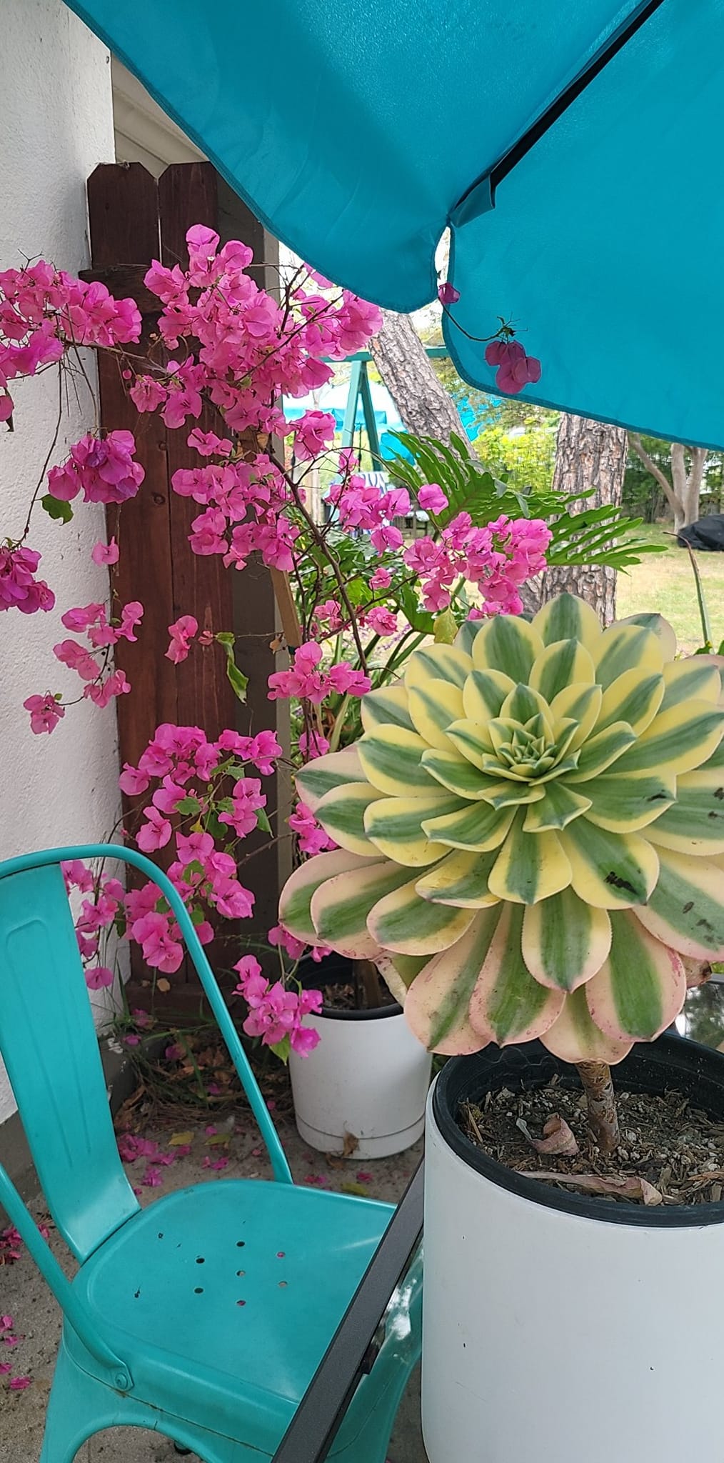 Pink and purple cottage garden ideas for zone 9b-10