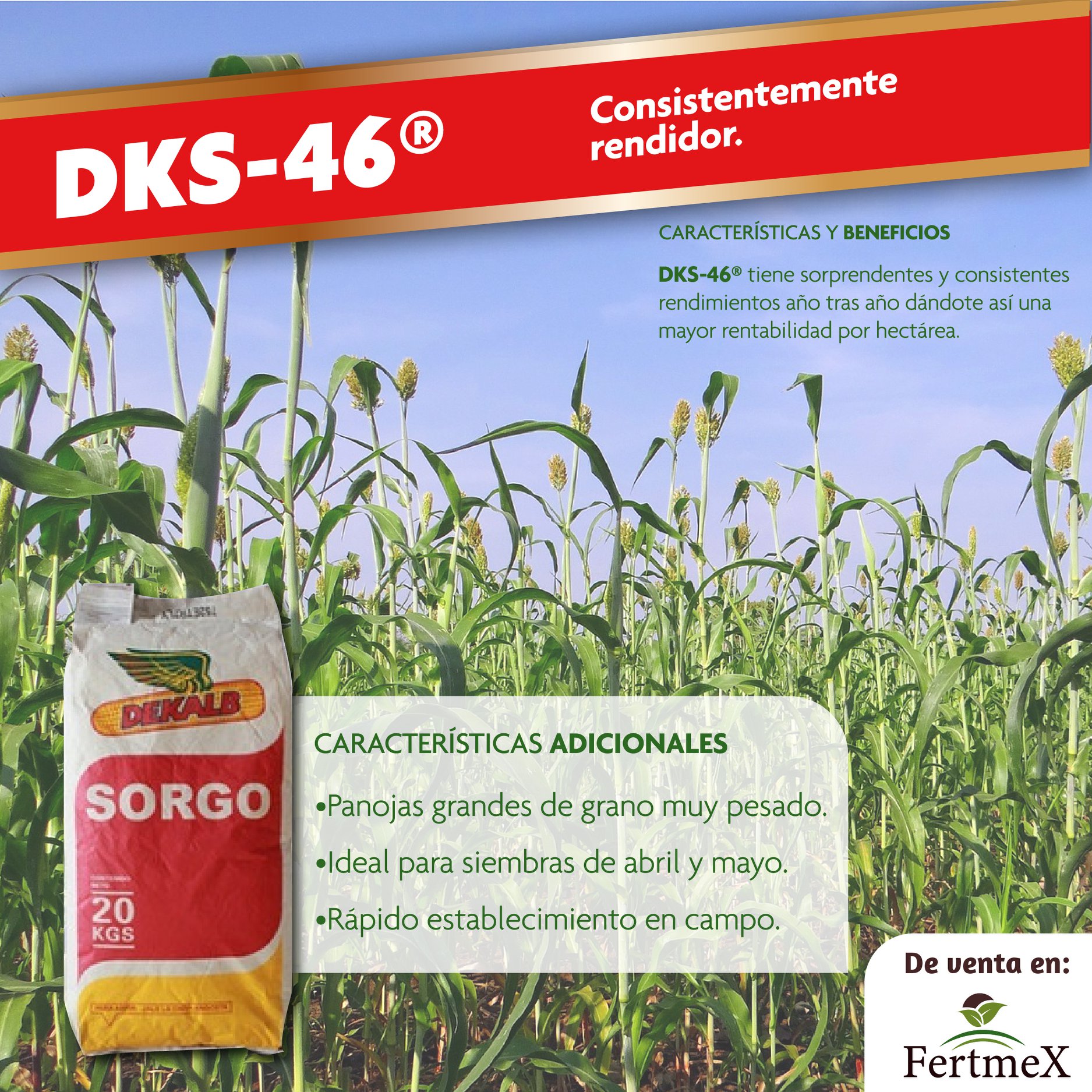 Agro Fertmex - Semilla de Sorgo DKS-46 por su grano de... | Facebook