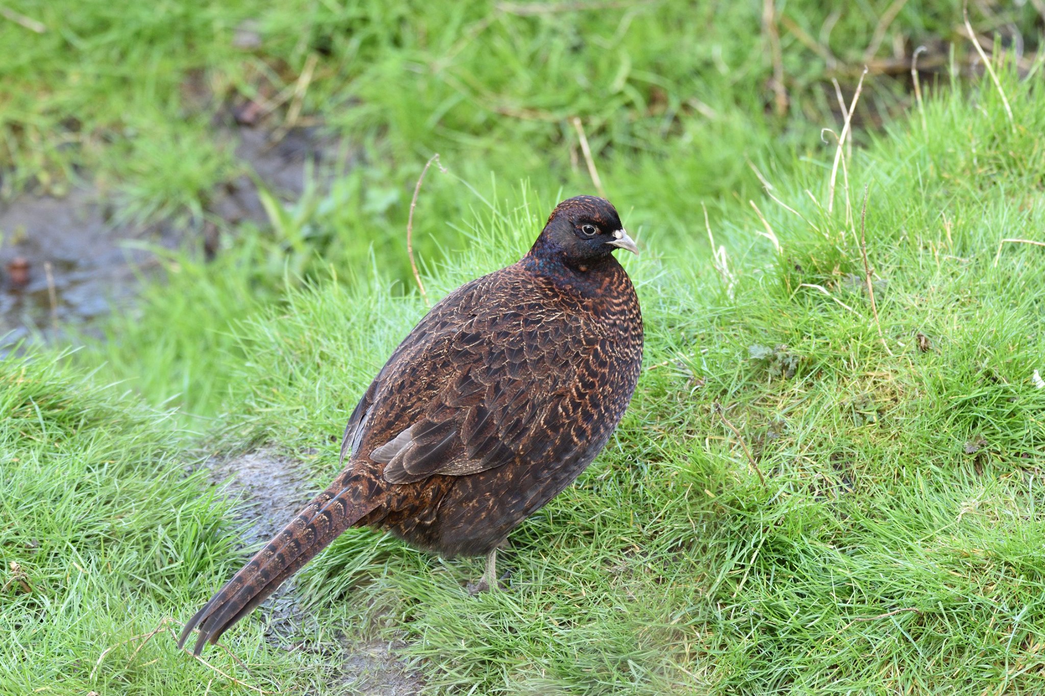 So what is this dark, iridescent blue Pheasant that I photographed
