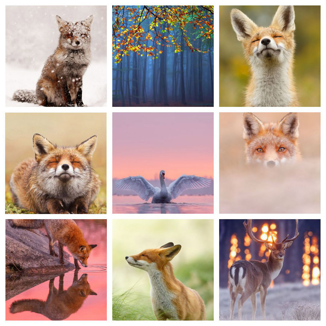 Roeselien Raimond
