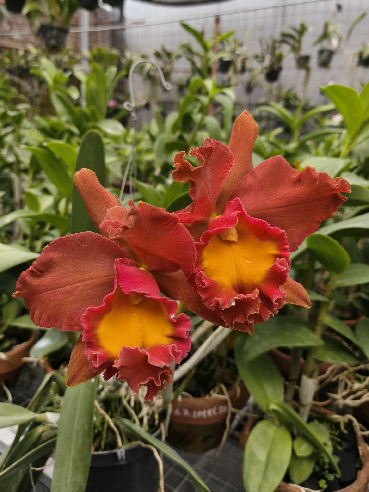 Rlc. Taiwan Dragon x Rlc. Suvarnabhumi Magic