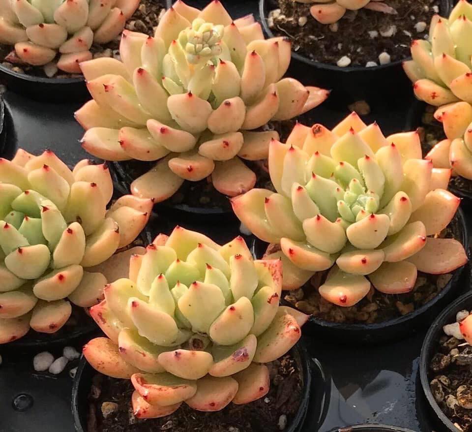 観葉植物 多肉植物。魅影法師錦11頭