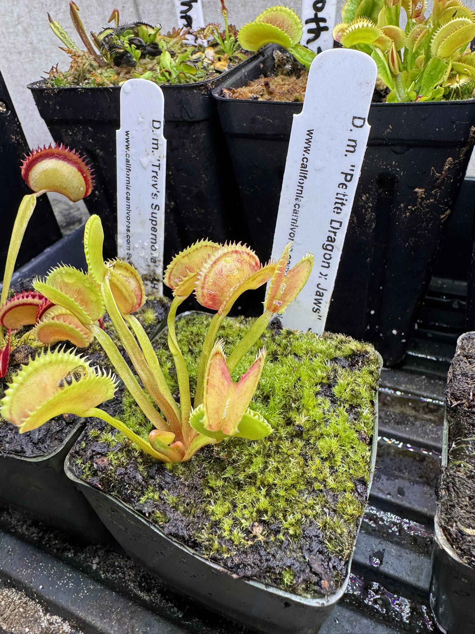 Dionaea GJ Hellcat, one of the best bred by @green.jaws