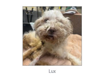 URGENT! Mya needs a hero! Overdue timestamp!