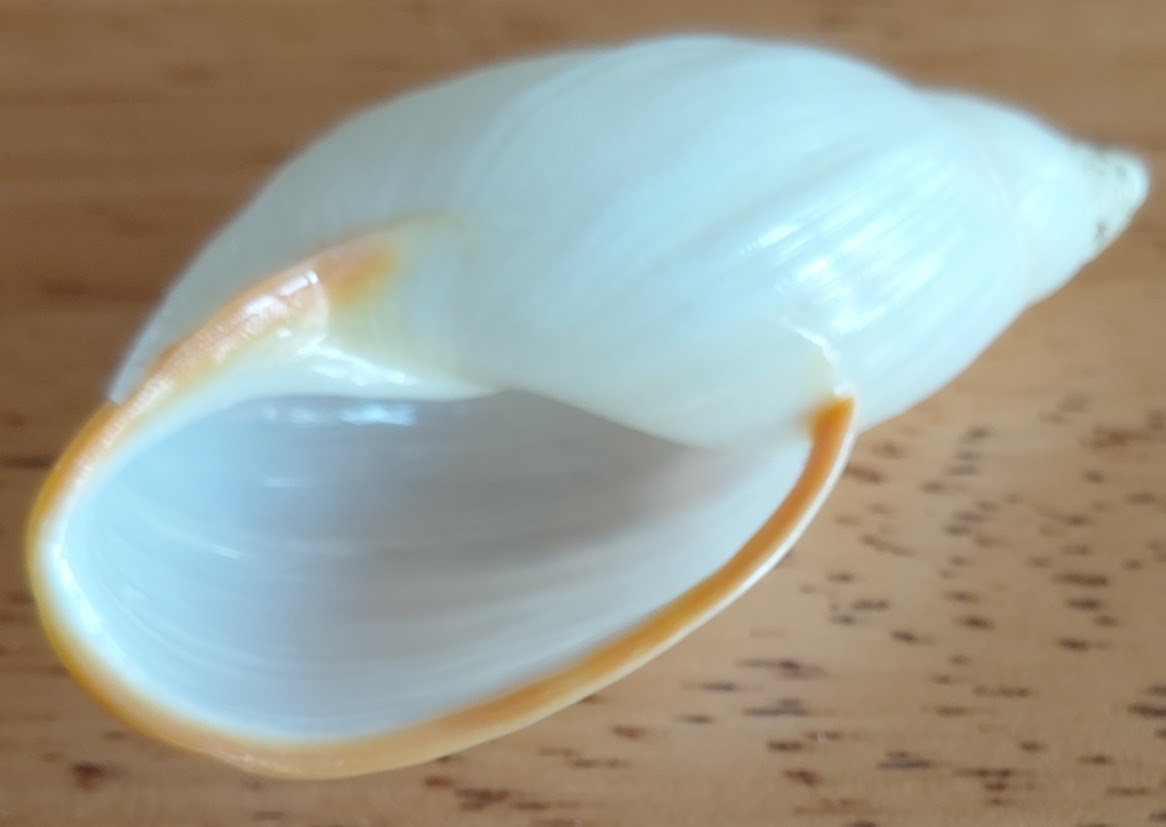What is the species of this old Pacific white Abalone shell?