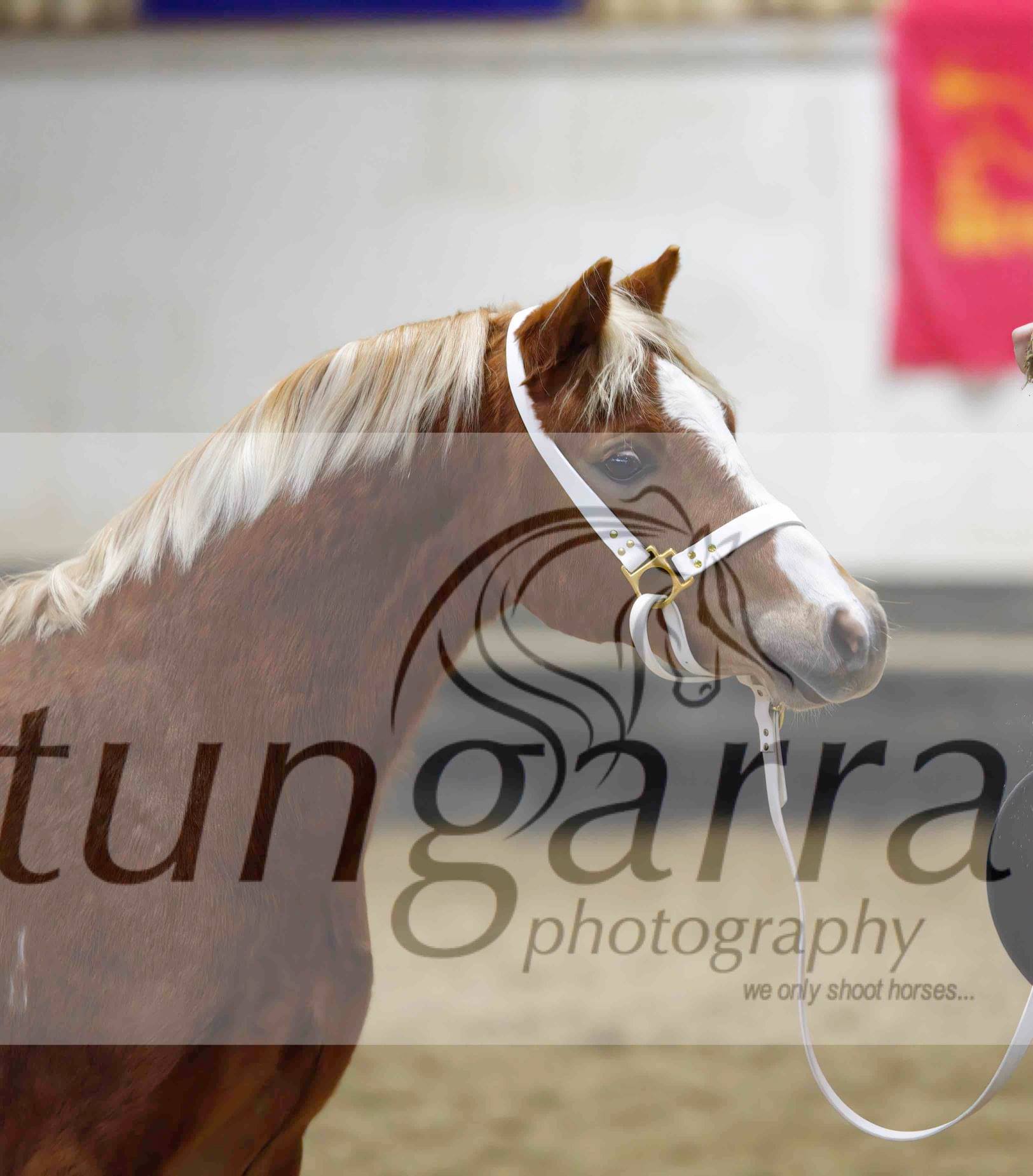 Tungarra Stud & Photography