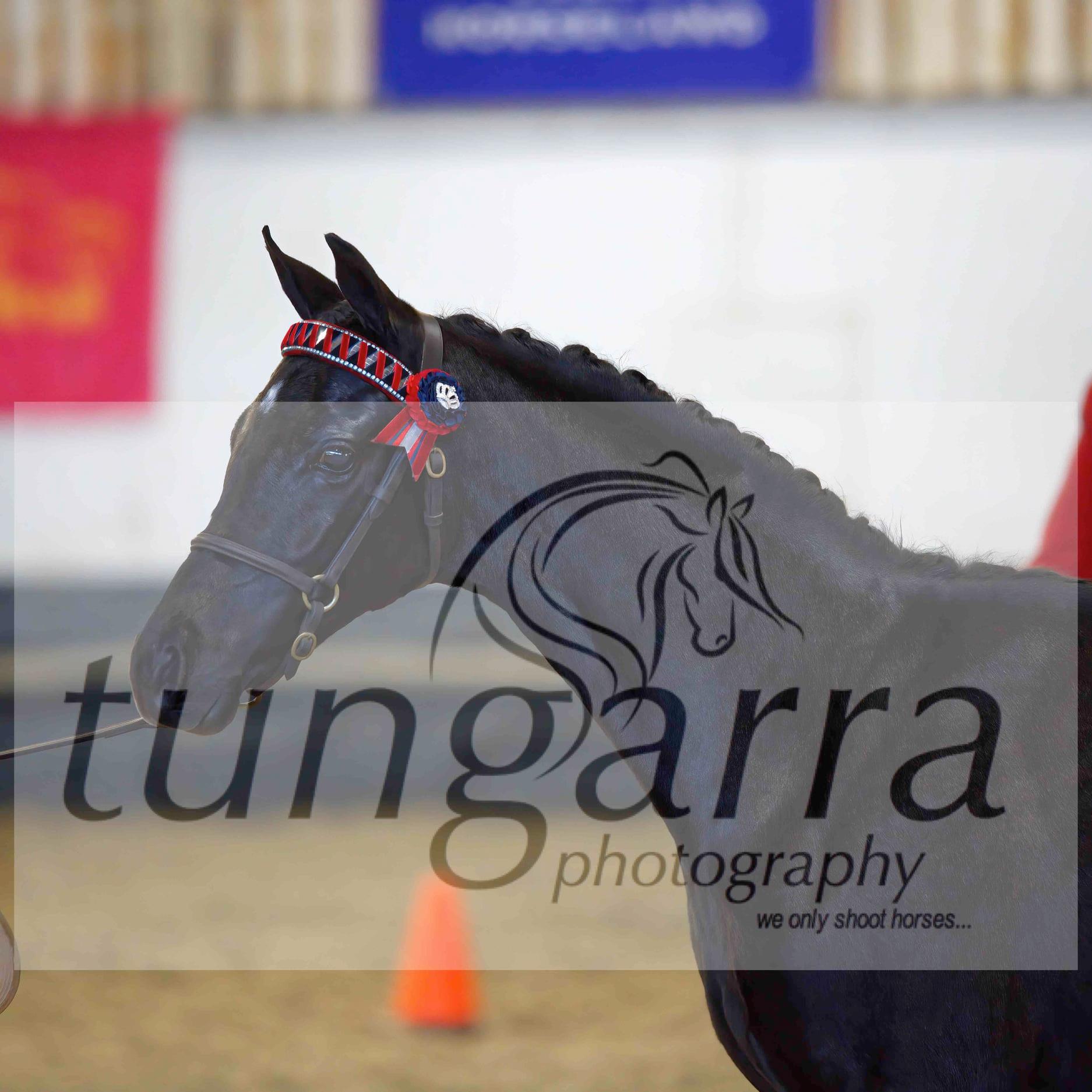 Tungarra Stud & Photography