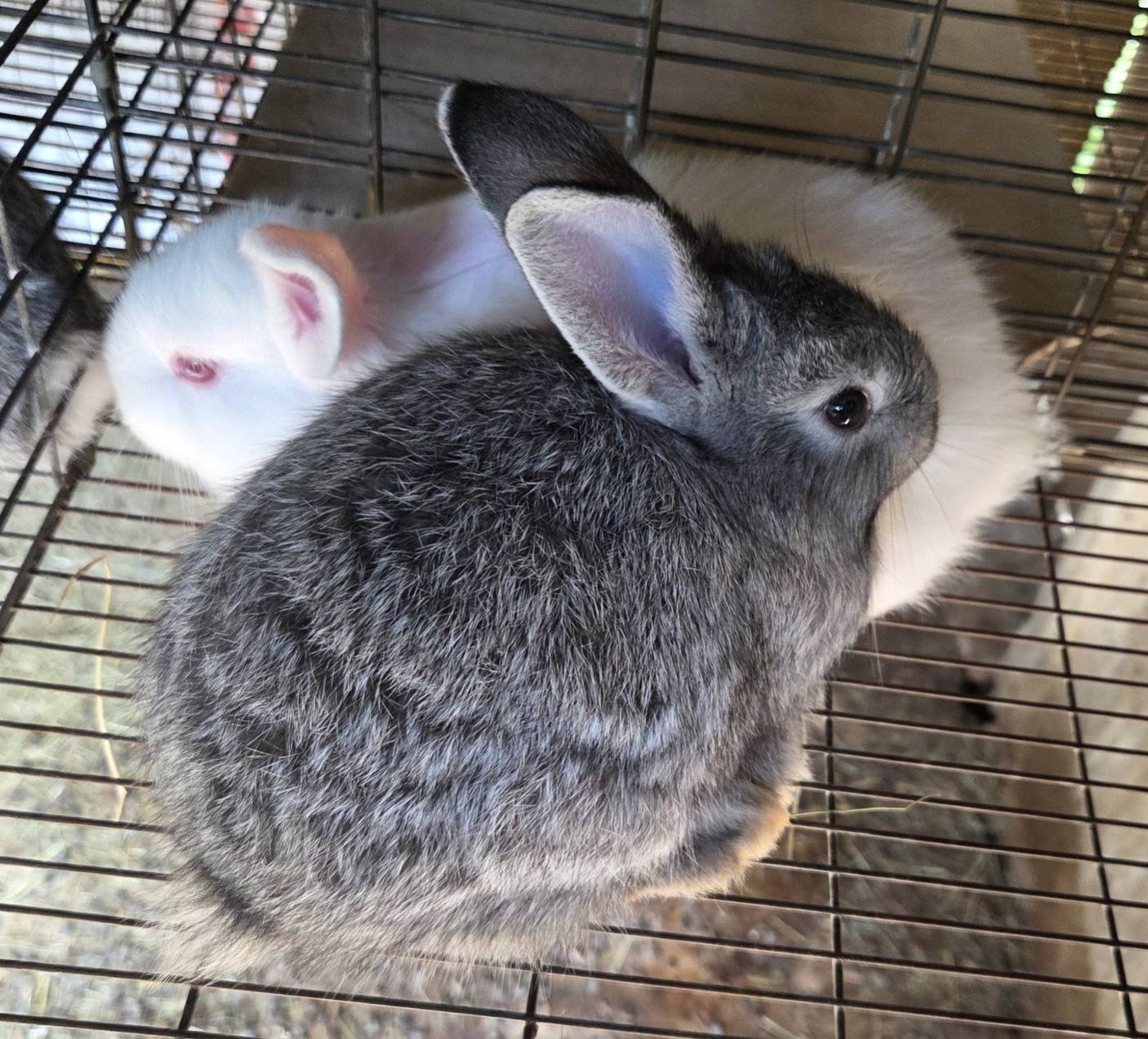 Rabbit Lovers, Breeders, Farmers of South Africa🐇 | Facebook