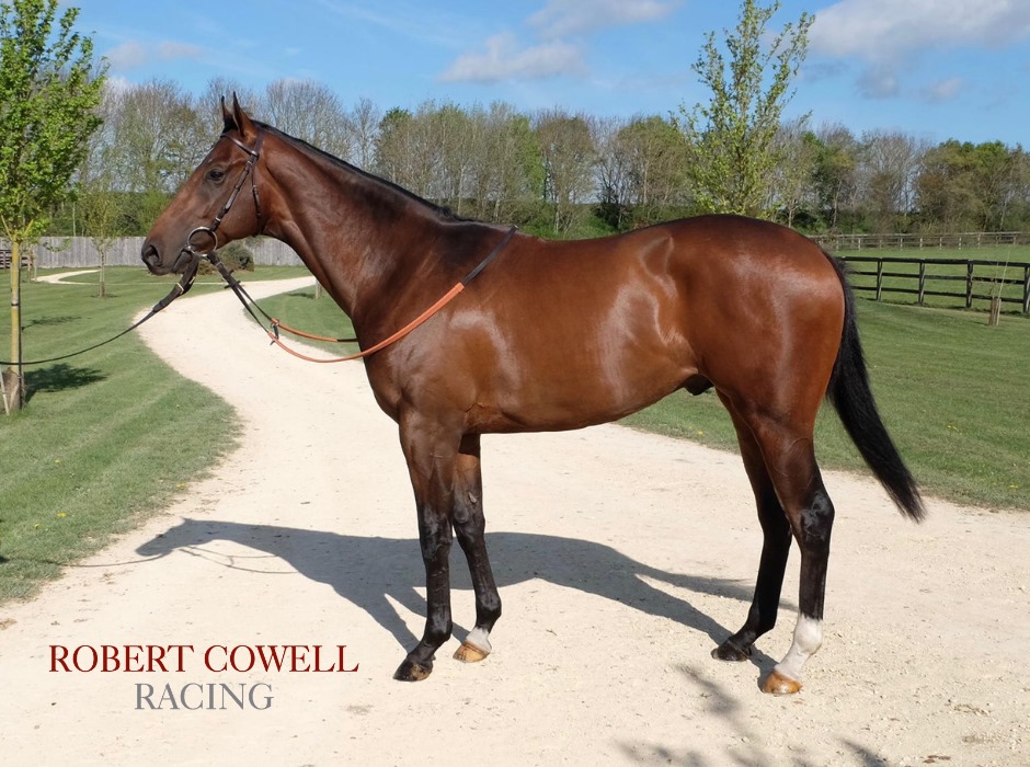 🚨 Opportunity to own a racehorse in... - Robert Cowell Racing