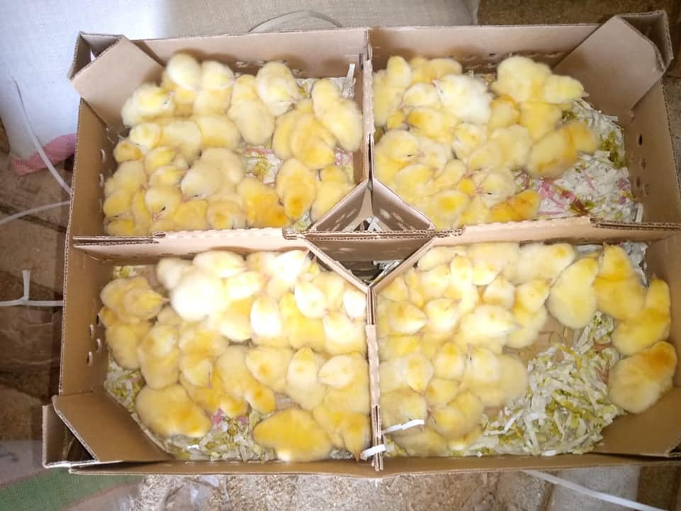 Kengo Poultry Ltd