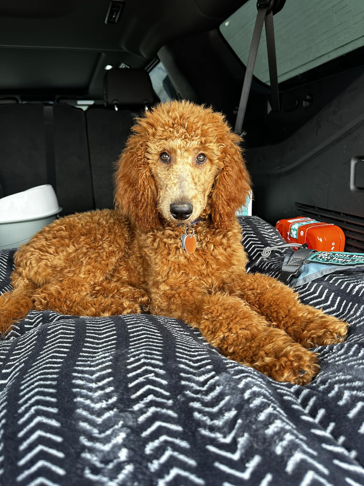 Poodle Fur Long Coat