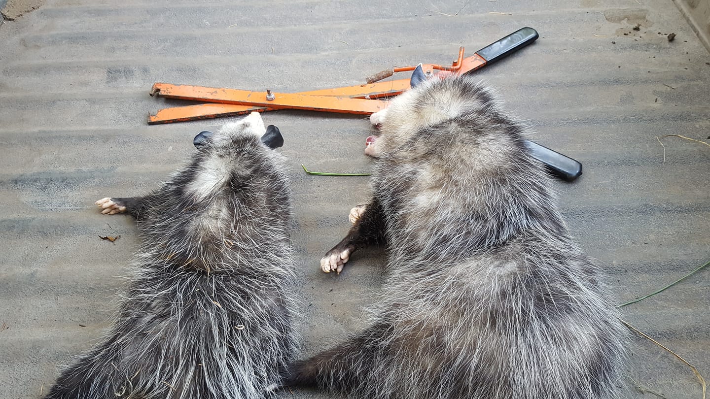 The Mad Beaker - Two opossums that were possibly tearing...