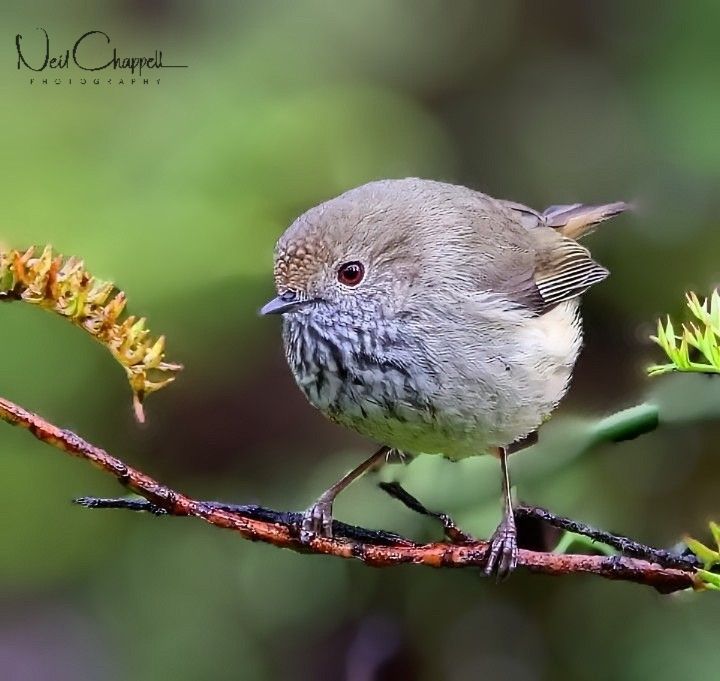 Native Birds in Australia | The Brown Thornbill is a great little bird ...