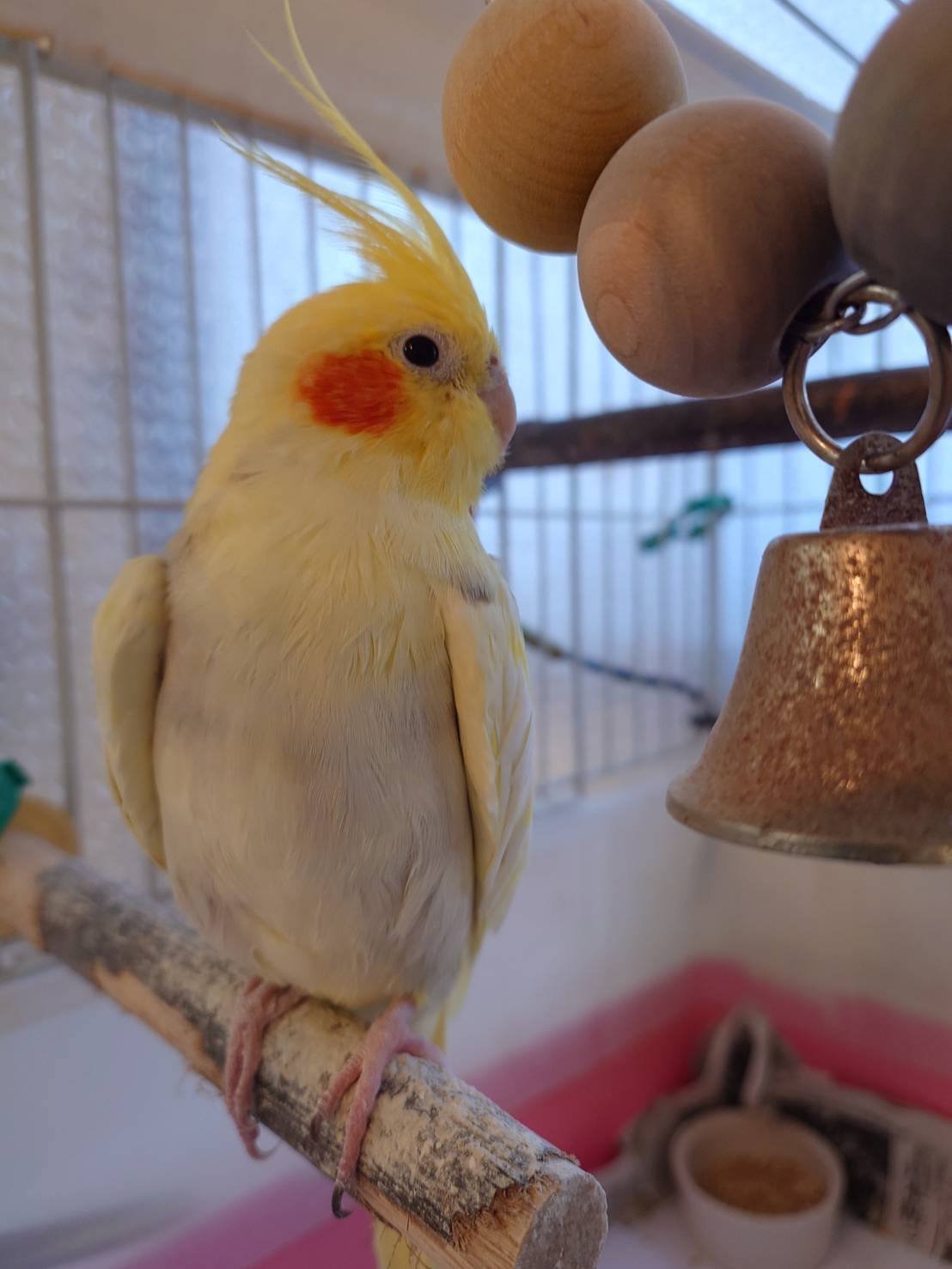 メルカリでオカメインコちゃんのクッキー型を発見? 頑張って百均の 