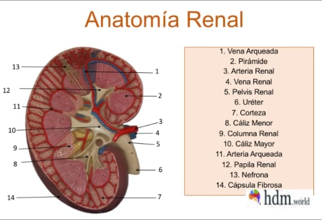 HDM - #anatomia #riñon #caracteristicas 🧠🥼👁️📚🏥 En 5... | Facebook