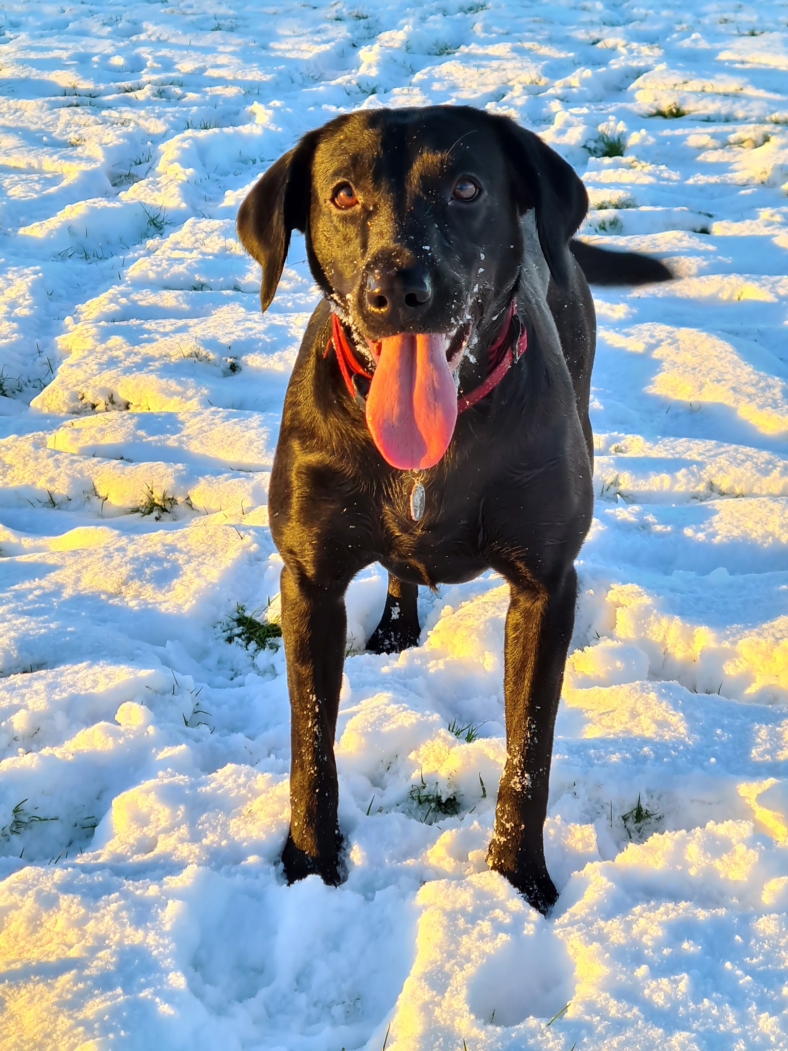 Labrador Retriever Rescue Scotland