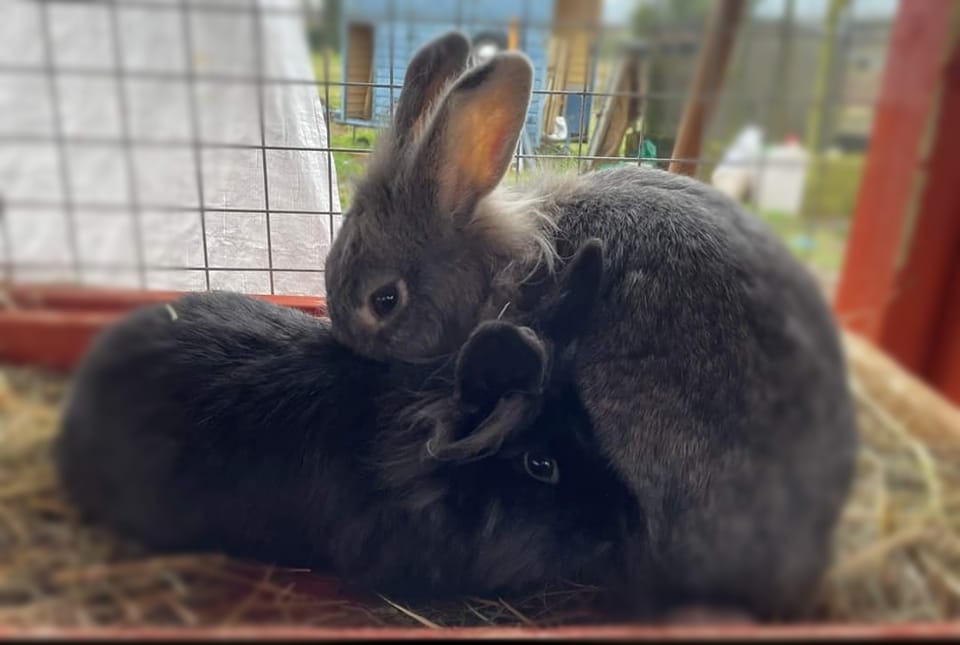 How... - Fuzzy Furries Animal Sanctuary & Rescue Shrewsbury | Facebook