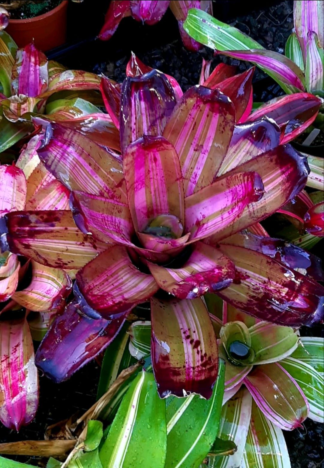 Bilbergia 'Don's Purple Haze' bromeliad hybrid