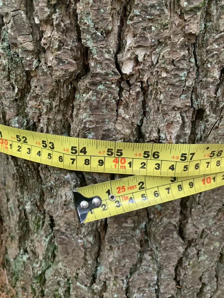 Big Tree Seekers | Triple (formerly quadruple) trunk Eastern White Pine ...