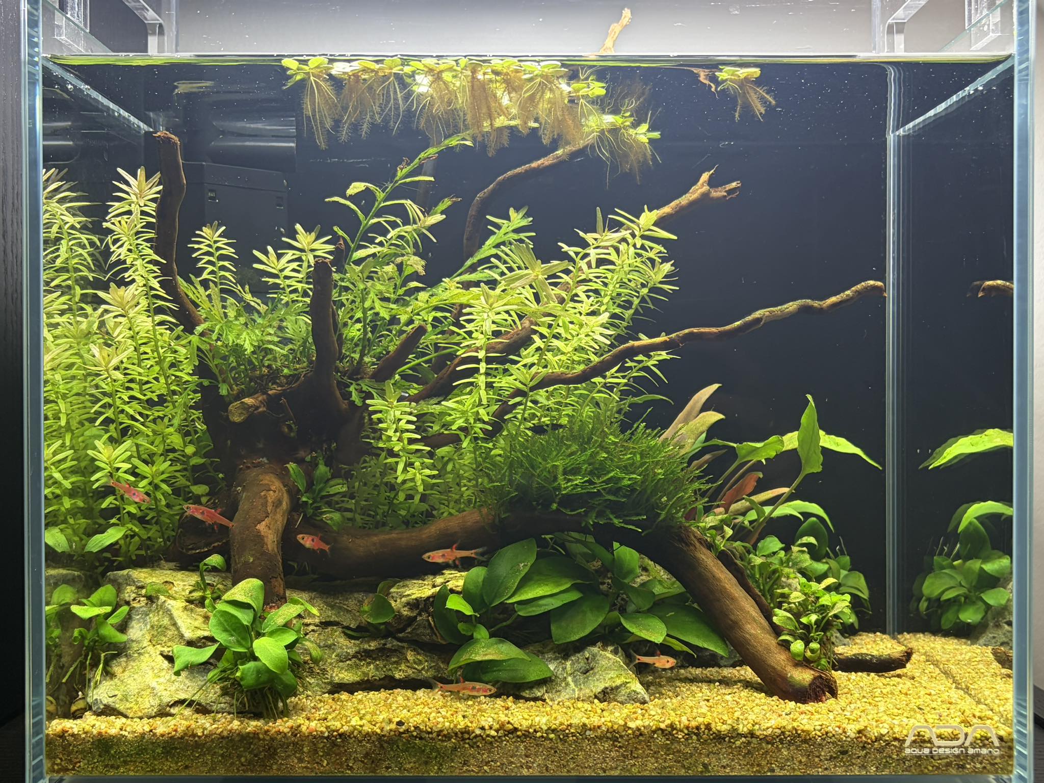 ADA DOOA nano aquarium system for aquascaping