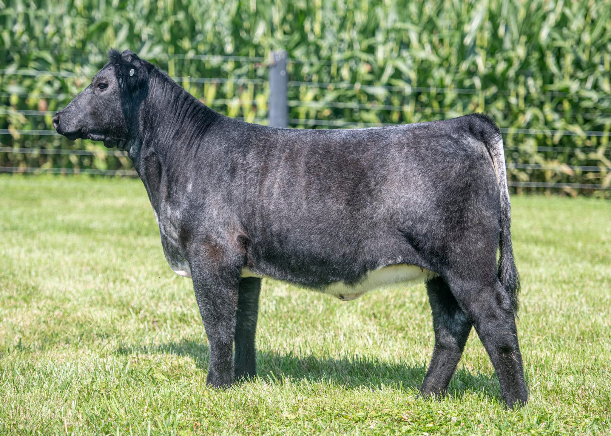 Butler County Cattlemen's Association | Hamilton OH